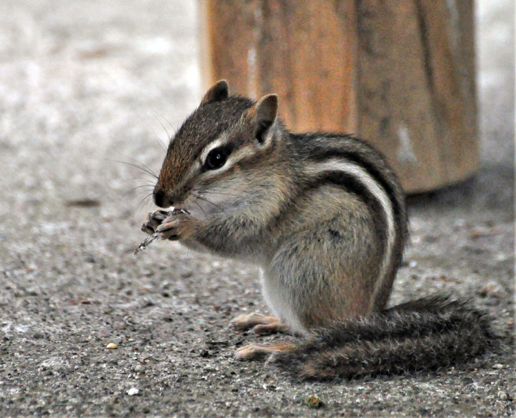 squirrel